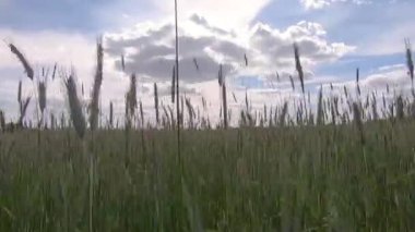 Olgunlaşmamış yeşil buğday tarlasında yürüyorum