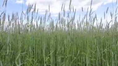 Olgunlaşmamış yeşil buğday tarlasında yürüyorum