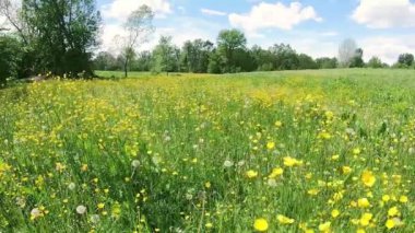 Rüzgarda sallanan küçük sarı çiçekli bir tarla.