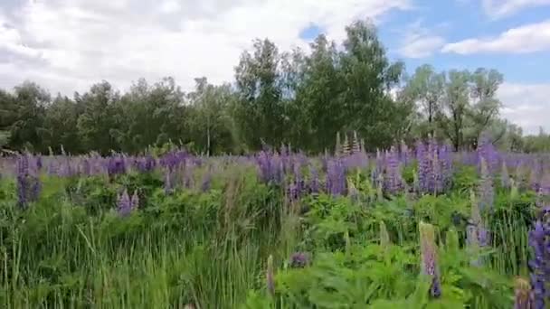 Walking Field Purple Lupines — Stock Video