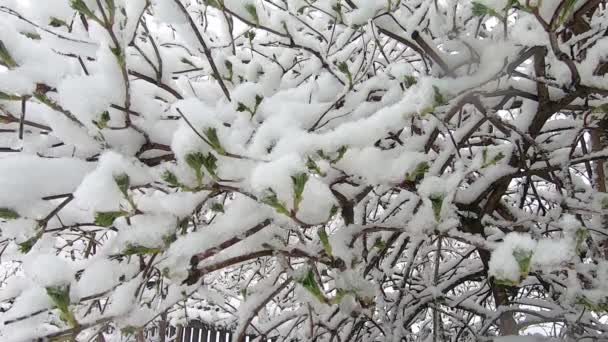 Neve Primavera Flocos Neve Caem Folhas Verdes — Vídeo de Stock