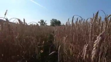 Olgun buğday tarlasında bir yürüyüş. Projeniz için kaliteli video