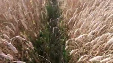 Olgun buğday tarlasında bir yürüyüş. Projeniz için kaliteli video