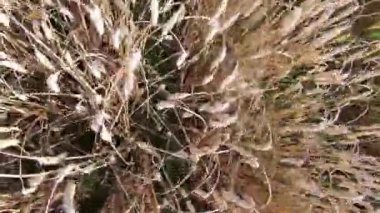 Olgun buğday tarlasında bir yürüyüş. Projeniz için kaliteli video