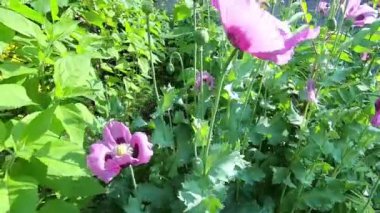 Arılar pembe gelinciklerden nektar topluyor. Projeniz için kaliteli video