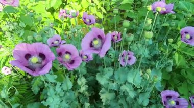 Arılar pembe gelinciklerden nektar topluyor. Projeniz için kaliteli video
