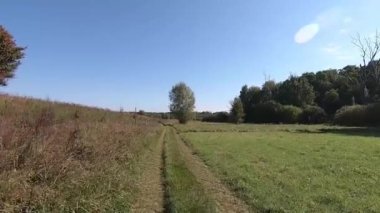 Güneşli bir yaz gününde ormanın yakınındaki bir tarlada kır yolunda yürümek. Projeniz için kaliteli video
