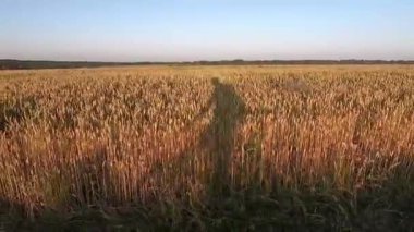 Olgun buğday arkaplanında bisiklet süren bir adamın gölgesi. Projeniz için kaliteli video