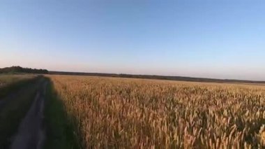 Olgun buğday tarlasında bir yürüyüş. Projeniz için kaliteli video