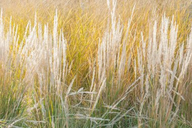 Güneş ışığında sarı çimenler. Projeniz için kalite kalıbı