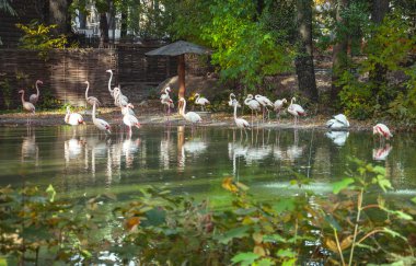 Hayvanat bahçesindeki gölde beyaz flamingo sürüsü. Projeniz için kalite kalıbı