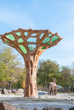 Hayvanat bahçesinde bir Asya fili. Projeniz için kalite kalıbı