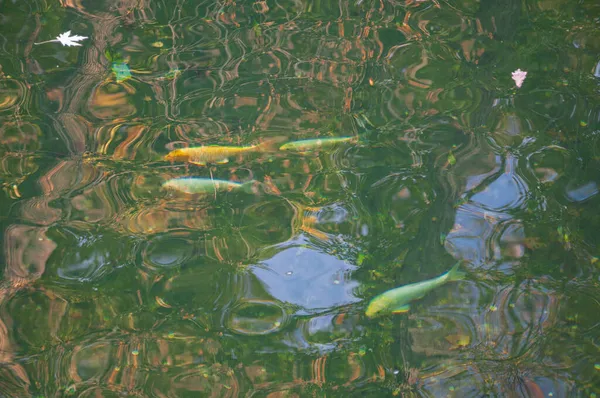 Ikan Mas Jepang Berenang Danau Citra Kualitas Bagi Projek Anda — Stok Foto