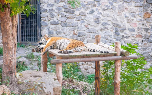 Una Tigre Giace Tra Piante Verdi Una Voliera Allo Zoo — Foto Stock