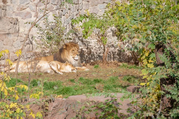 Ein Löwe Und Eine Löwin Liegen Zwischen Den Grünen Pflanzen — Stockfoto