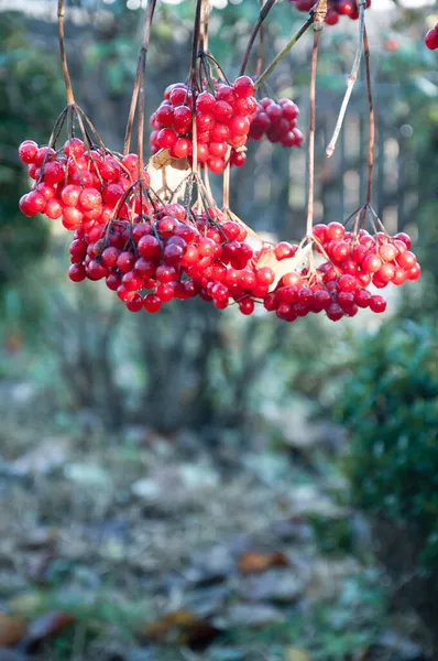 Arbusto Viburnum Con Bayas Rojas Imagen Calidad Para Proyecto — Foto de Stock