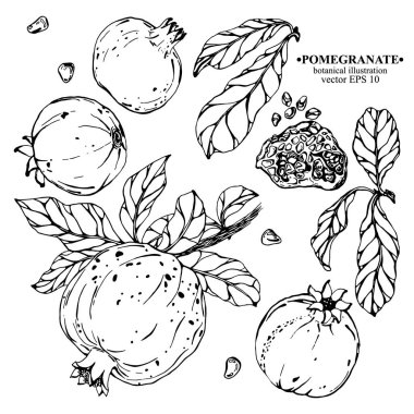 Nar elementleri elde işlenir. Yapraklı bir dalda nar, nar, yaprak, nar, taşla açılmış nar. Beyaz üzerine siyah çizgi. Arkaplan, kapak tasarımı, düğün kartları, parti daveti için botanik illüstrasyon 