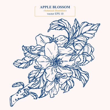 Vektör el darwn elma çiçeği. Eps 10 botanik illüstrasyon