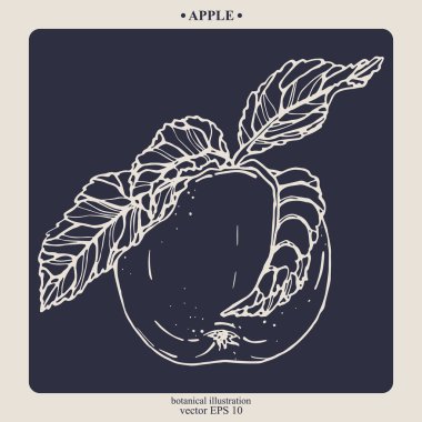Vector el darwn elma. Eps 10 botanik illüstrasyon