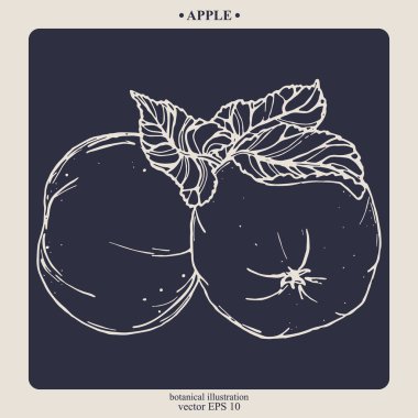 Vector el darwn elma. Eps 10 botanik illüstrasyon