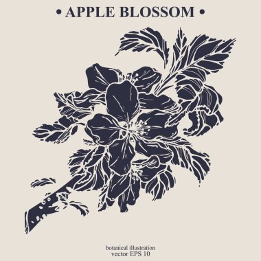 Vektör el darwn elma çiçeği. Eps 10 botanik illüstrasyon