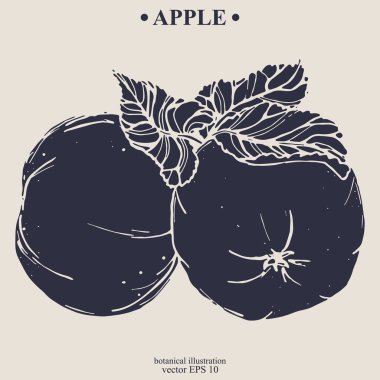 Vector el darwn elma. Eps 10 botanik illüstrasyon