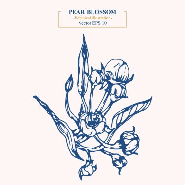 Vektör el armut çiçeğini kararttı. Eps 10 botanik illüstrasyon