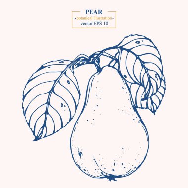Vector el darwn armut. Eps 10 botanik illüstrasyon
