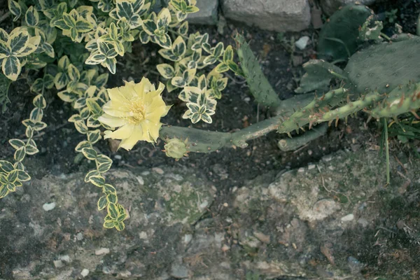 Floração Opuntia Cactus Com Uma Abelha Uma Flor Imagem Qualidade — Fotografia de Stock