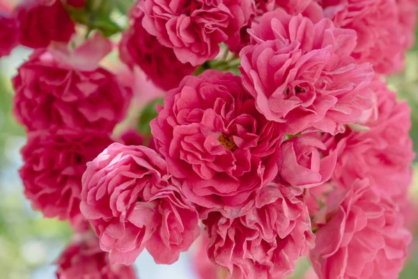 Rosa Tessitura Rosa Con Ape Fiore Vicino Immagine Qualità Vostro — Foto Stock