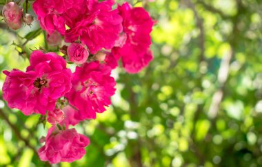 Pembe dokuma gülü. Projeniz için kalite kalıbı