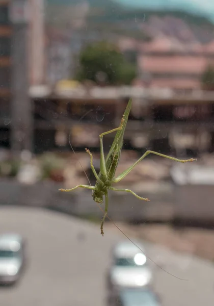 Tettigonia Viridissima Great Green Bush Cricket City Quality Image Your — Stock fotografie