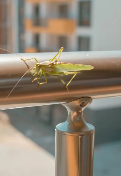 Tettigonia Viridissima Gran Grillo Verde Ciudad Imagen Calidad Para Proyecto — Foto de Stock