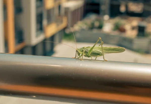 Tettigonia Viridissima Gran Grillo Verde Ciudad Imagen Calidad Para Proyecto — Foto de Stock