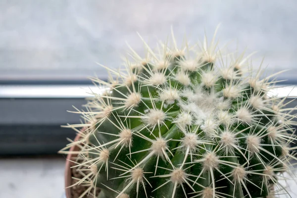 Cactus Verde Redondo Con Anillos Largos Afilados Imagen Calidad Para — Foto de Stock