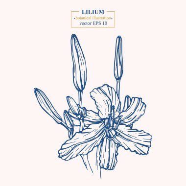 WebVector hand darwn lilium flower. Eps 10 botanical illustration