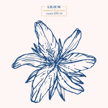 WebVector hand darwn lilium flower. Eps 10 botanical illustration