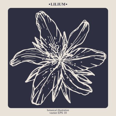 Vector hand darwn lilium flower. Eps 10 botanical illustration