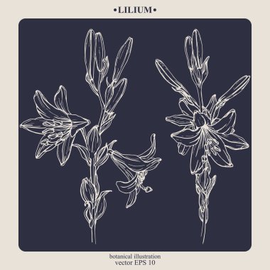 Vector hand darwn lilium flower. Eps 10 botanical illustration