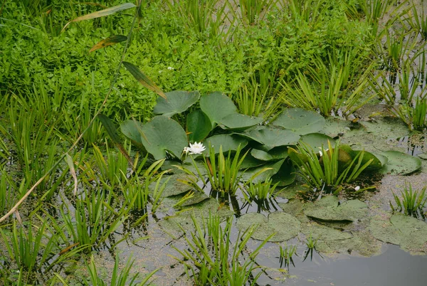 Квітка Білої Лілії Болотистій Річці Якісне Зображення Вашого Проекту — стокове фото