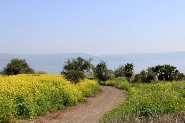 Landschaft Galiläas — Stockfoto