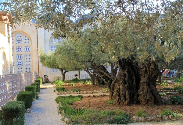 Giardino del Getsemani — Foto Stock