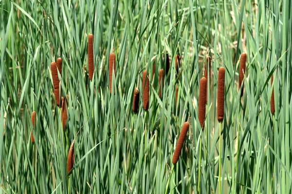 Cattail as a Background — Stock Photo, Image