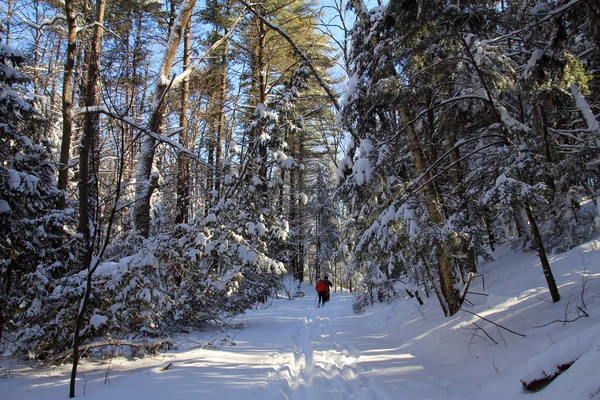 Floresta de Inverno — Fotografia de Stock