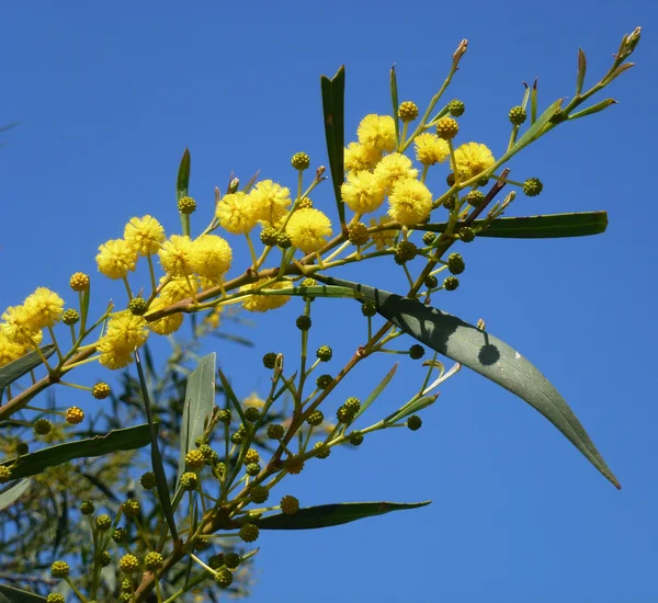 mimoza