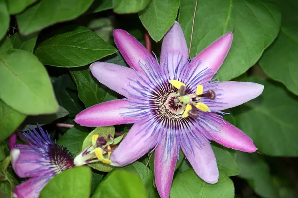 Květ passiflora — Stock fotografie