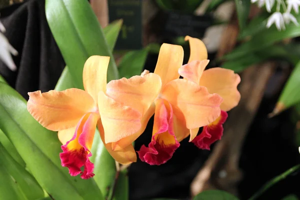 Две оранжевые орхидеи — стоковое фото
