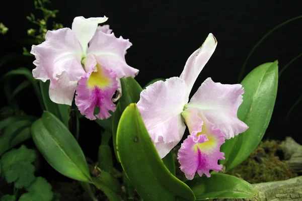 Dvě růžové orchideje — Stock fotografie