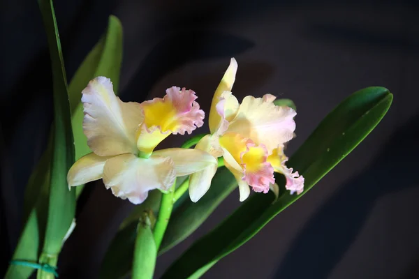 Due orchidee — Foto Stock