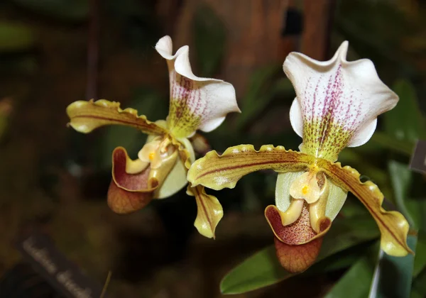 Deux orchidées — Photo